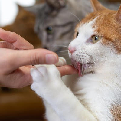 猫が『飼い主を舐めてくる』理由とは？, 1.飼い主への愛情表現, 2.匂いを自分のものにするマーキング, 3.ストレス発散や安心を求める行動, 舐める部位によって違う猫の気持ち