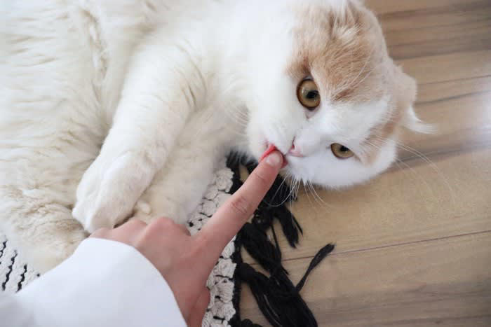 猫が『飼い主を舐めてくる』理由とは？, 1.飼い主への愛情表現, 2.匂いを自分のものにするマーキング, 3.ストレス発散や安心を求める行動, 舐める部位によって違う猫の気持ち