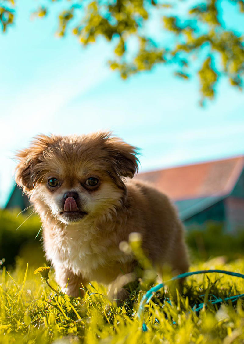 Shih Tzu, Bernese Mountain Dog, French Bulldog, Standard Poodle, Cavalier King Charles Spaniel, Basset Hound, Bolognese, Great Pyrenees, Irish Wolfhound, Saint Bernard, Pekingese, Newfoundland, Irish Setter, English Bulldog, Greyhound, Clumber Spaniel, Labrador Retriever, Cocker Spaniel, Bichon Frise, Great Dane