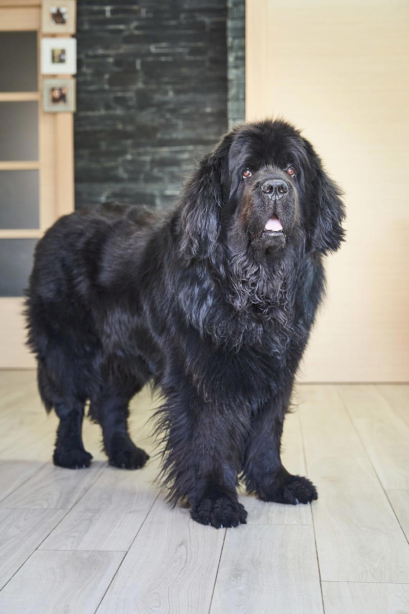 Shih Tzu, Bernese Mountain Dog, French Bulldog, Standard Poodle, Cavalier King Charles Spaniel, Basset Hound, Bolognese, Great Pyrenees, Irish Wolfhound, Saint Bernard, Pekingese, Newfoundland, Irish Setter, English Bulldog, Greyhound, Clumber Spaniel, Labrador Retriever, Cocker Spaniel, Bichon Frise, Great Dane