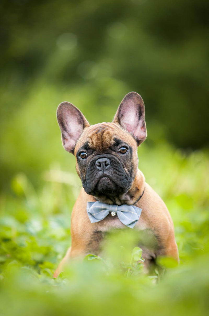 Shih Tzu, Bernese Mountain Dog, French Bulldog, Standard Poodle, Cavalier King Charles Spaniel, Basset Hound, Bolognese, Great Pyrenees, Irish Wolfhound, Saint Bernard, Pekingese, Newfoundland, Irish Setter, English Bulldog, Greyhound, Clumber Spaniel, Labrador Retriever, Cocker Spaniel, Bichon Frise, Great Dane