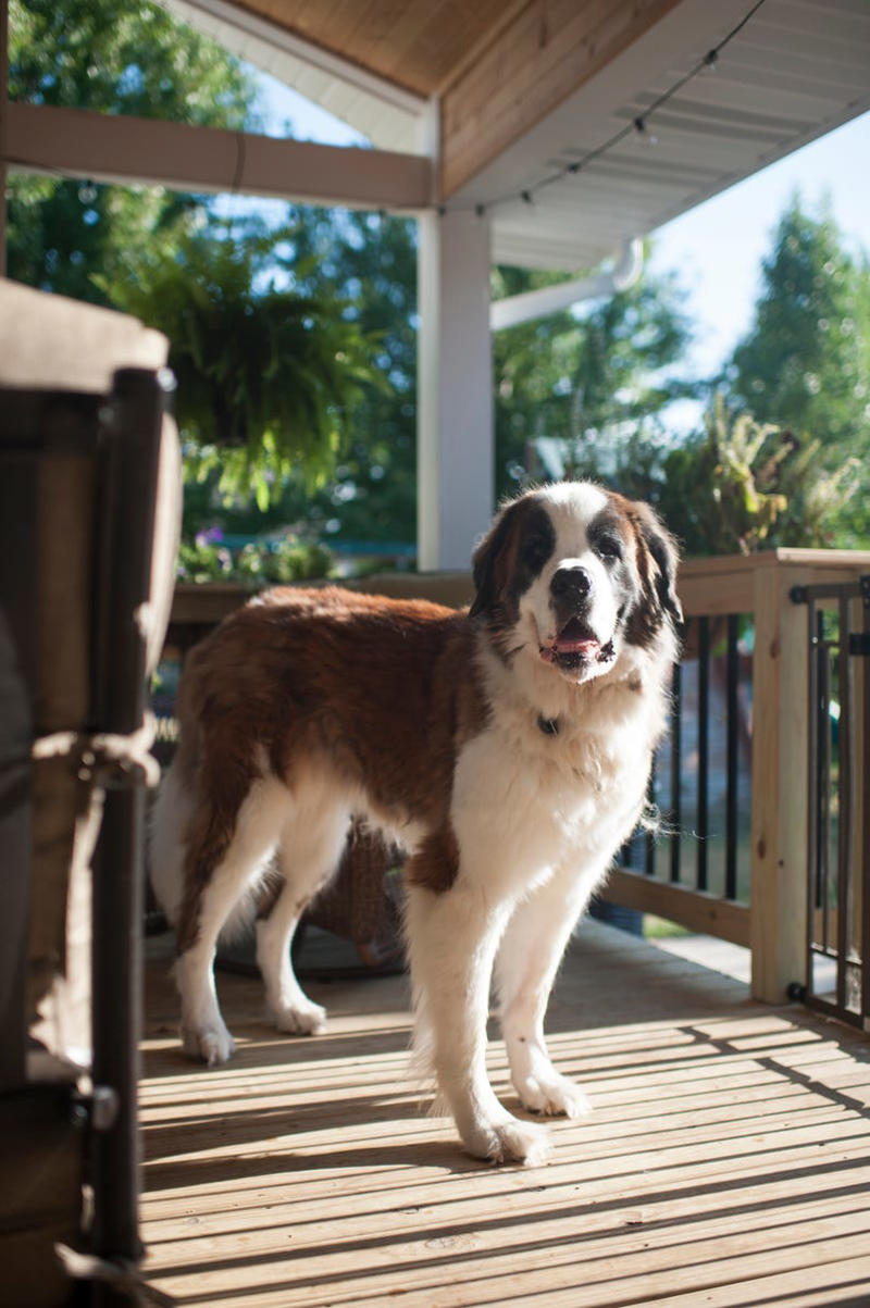 Shih Tzu, Bernese Mountain Dog, French Bulldog, Standard Poodle, Cavalier King Charles Spaniel, Basset Hound, Bolognese, Great Pyrenees, Irish Wolfhound, Saint Bernard, Pekingese, Newfoundland, Irish Setter, English Bulldog, Greyhound, Clumber Spaniel, Labrador Retriever, Cocker Spaniel, Bichon Frise, Great Dane