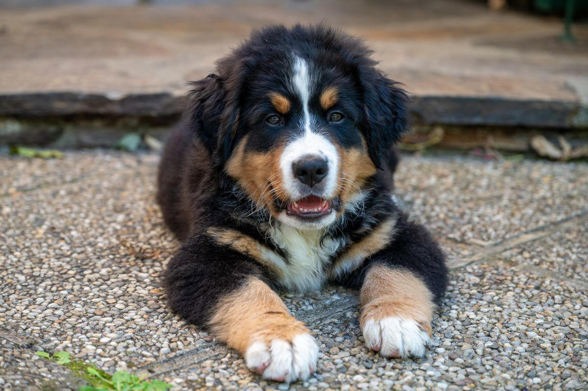 Shih Tzu, Bernese Mountain Dog, French Bulldog, Standard Poodle, Cavalier King Charles Spaniel, Basset Hound, Bolognese, Great Pyrenees, Irish Wolfhound, Saint Bernard, Pekingese, Newfoundland, Irish Setter, English Bulldog, Greyhound, Clumber Spaniel, Labrador Retriever, Cocker Spaniel, Bichon Frise, Great Dane