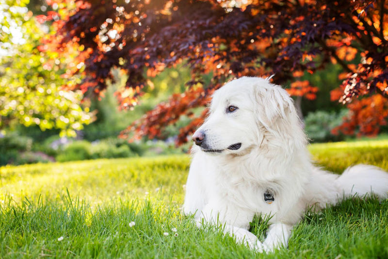 Shih Tzu, Bernese Mountain Dog, French Bulldog, Standard Poodle, Cavalier King Charles Spaniel, Basset Hound, Bolognese, Great Pyrenees, Irish Wolfhound, Saint Bernard, Pekingese, Newfoundland, Irish Setter, English Bulldog, Greyhound, Clumber Spaniel, Labrador Retriever, Cocker Spaniel, Bichon Frise, Great Dane