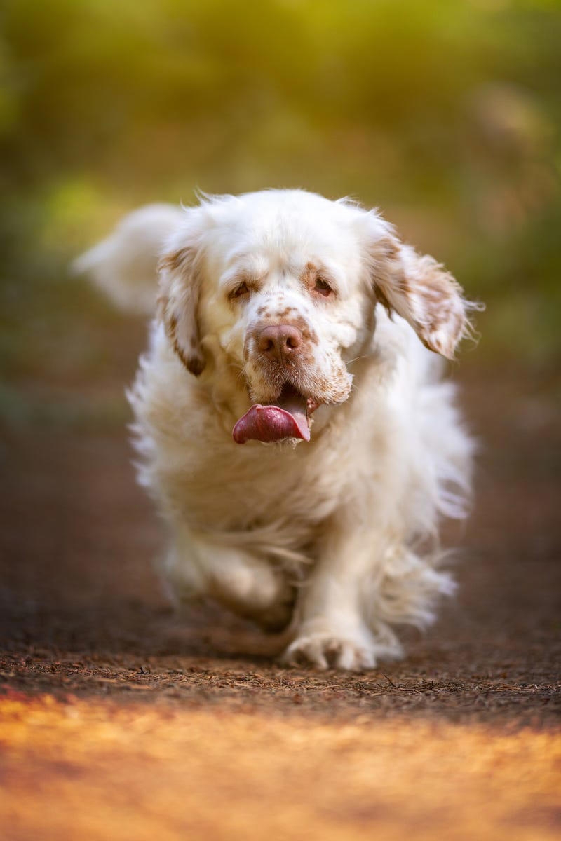 Shih Tzu, Bernese Mountain Dog, French Bulldog, Standard Poodle, Cavalier King Charles Spaniel, Basset Hound, Bolognese, Great Pyrenees, Irish Wolfhound, Saint Bernard, Pekingese, Newfoundland, Irish Setter, English Bulldog, Greyhound, Clumber Spaniel, Labrador Retriever, Cocker Spaniel, Bichon Frise, Great Dane