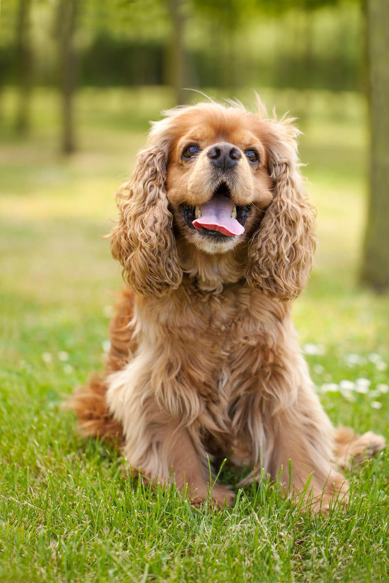 Shih Tzu, Bernese Mountain Dog, French Bulldog, Standard Poodle, Cavalier King Charles Spaniel, Basset Hound, Bolognese, Great Pyrenees, Irish Wolfhound, Saint Bernard, Pekingese, Newfoundland, Irish Setter, English Bulldog, Greyhound, Clumber Spaniel, Labrador Retriever, Cocker Spaniel, Bichon Frise, Great Dane