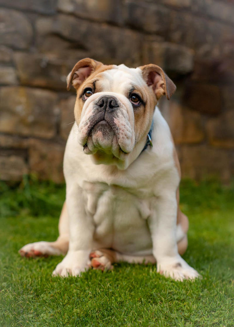 Shih Tzu, Bernese Mountain Dog, French Bulldog, Standard Poodle, Cavalier King Charles Spaniel, Basset Hound, Bolognese, Great Pyrenees, Irish Wolfhound, Saint Bernard, Pekingese, Newfoundland, Irish Setter, English Bulldog, Greyhound, Clumber Spaniel, Labrador Retriever, Cocker Spaniel, Bichon Frise, Great Dane