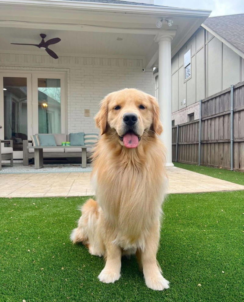 Male Golden Retriever Names, Female Golden Retriever Names, Cute Golden Retriever Names, Funny Golden Retriever Names, Unique Golden Retriever Names, Food-Themed Golden Retriever Names, Gold-Inspired Golden Retriever Names