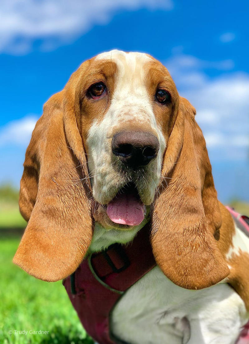 Shih Tzu, Bernese Mountain Dog, French Bulldog, Standard Poodle, Cavalier King Charles Spaniel, Basset Hound, Bolognese, Great Pyrenees, Irish Wolfhound, Saint Bernard, Pekingese, Newfoundland, Irish Setter, English Bulldog, Greyhound, Clumber Spaniel, Labrador Retriever, Cocker Spaniel, Bichon Frise, Great Dane