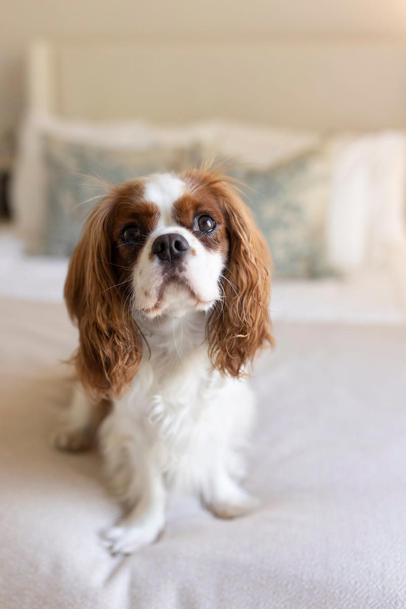 Shih Tzu, Bernese Mountain Dog, French Bulldog, Standard Poodle, Cavalier King Charles Spaniel, Basset Hound, Bolognese, Great Pyrenees, Irish Wolfhound, Saint Bernard, Pekingese, Newfoundland, Irish Setter, English Bulldog, Greyhound, Clumber Spaniel, Labrador Retriever, Cocker Spaniel, Bichon Frise, Great Dane