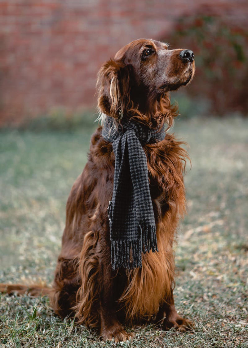 Labrador Retriever, Golden Retriever, American Pit Bull Terrier, Cavalier King Charles Spaniel, Bichon Frise, Shih Tzu, Shetland Sheepdog, English Mastiff, Newfoundland, Irish Setter