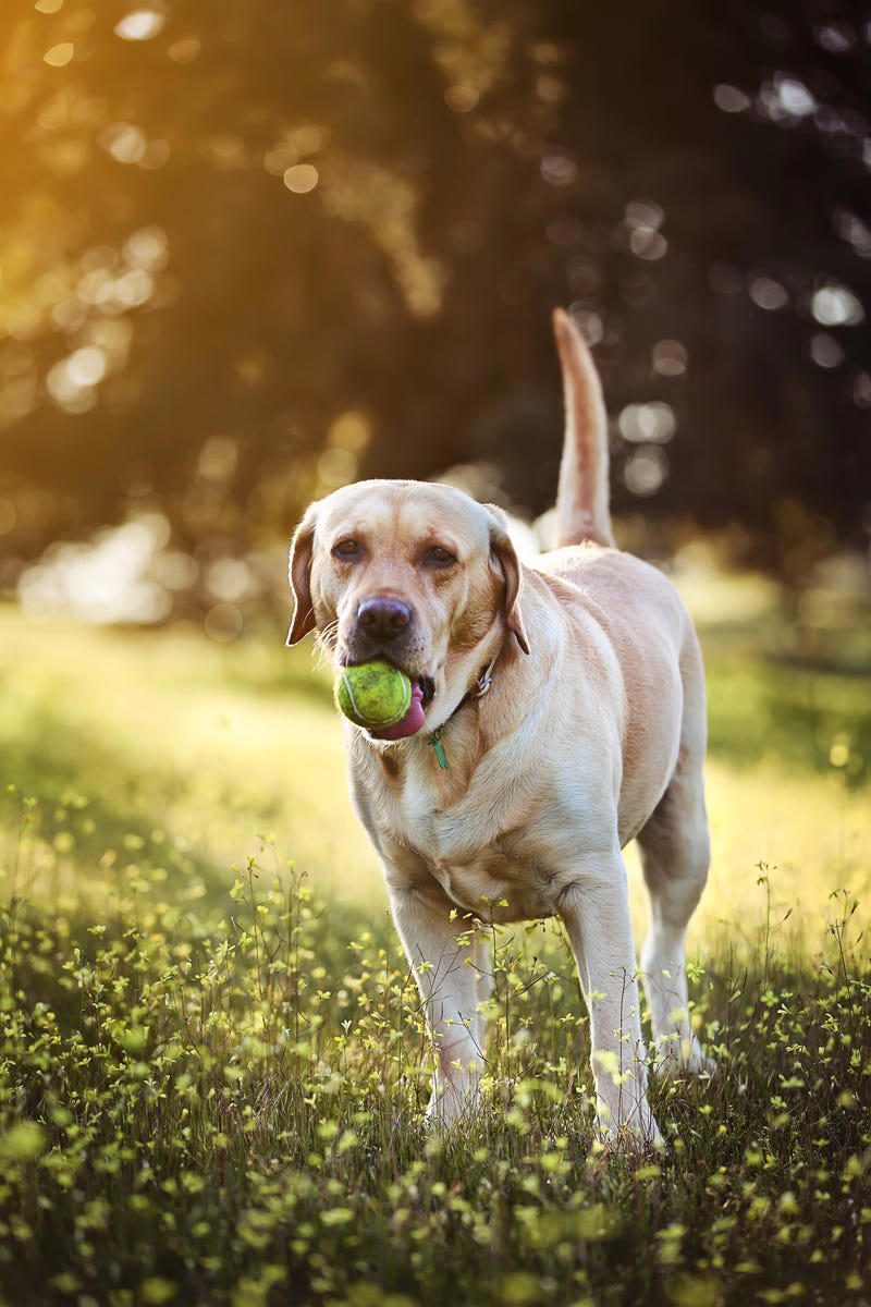 Shih Tzu, Bernese Mountain Dog, French Bulldog, Standard Poodle, Cavalier King Charles Spaniel, Basset Hound, Bolognese, Great Pyrenees, Irish Wolfhound, Saint Bernard, Pekingese, Newfoundland, Irish Setter, English Bulldog, Greyhound, Clumber Spaniel, Labrador Retriever, Cocker Spaniel, Bichon Frise, Great Dane