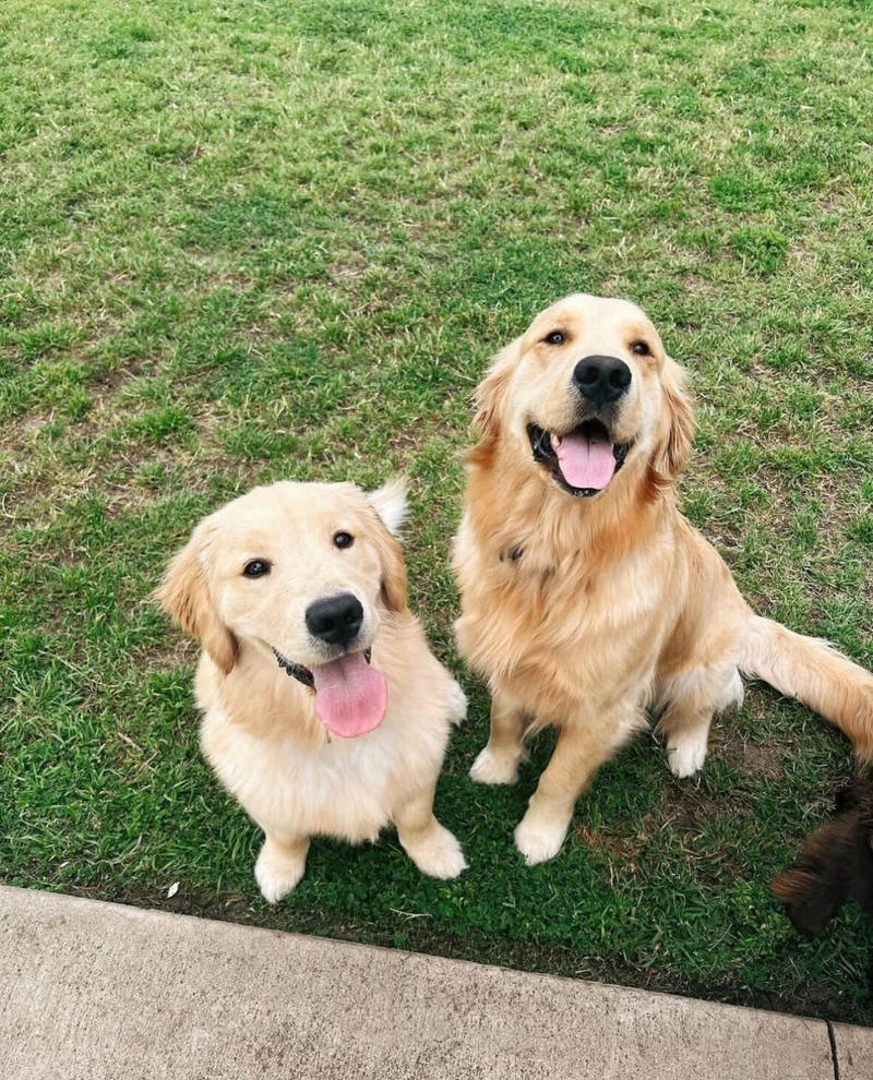 Male Golden Retriever Names, Female Golden Retriever Names, Cute Golden Retriever Names, Funny Golden Retriever Names, Unique Golden Retriever Names, Food-Themed Golden Retriever Names, Gold-Inspired Golden Retriever Names