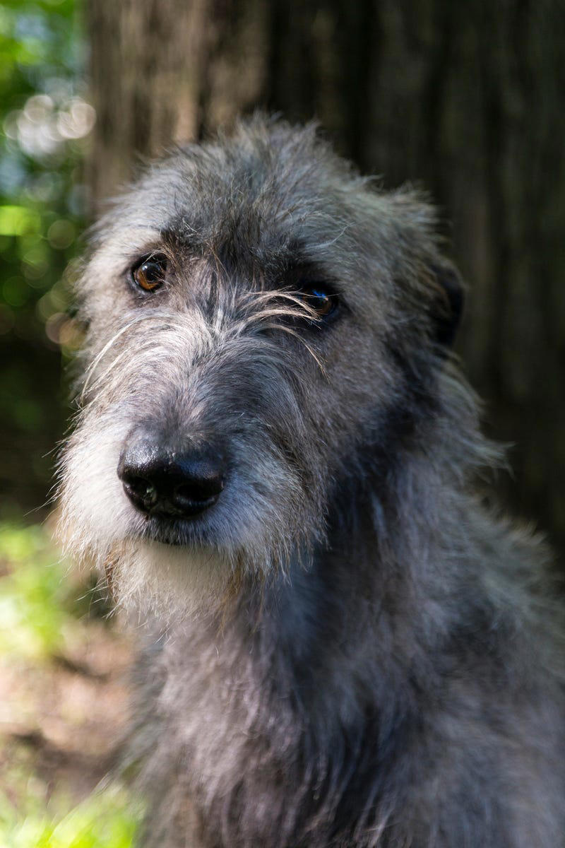 Shih Tzu, Bernese Mountain Dog, French Bulldog, Standard Poodle, Cavalier King Charles Spaniel, Basset Hound, Bolognese, Great Pyrenees, Irish Wolfhound, Saint Bernard, Pekingese, Newfoundland, Irish Setter, English Bulldog, Greyhound, Clumber Spaniel, Labrador Retriever, Cocker Spaniel, Bichon Frise, Great Dane