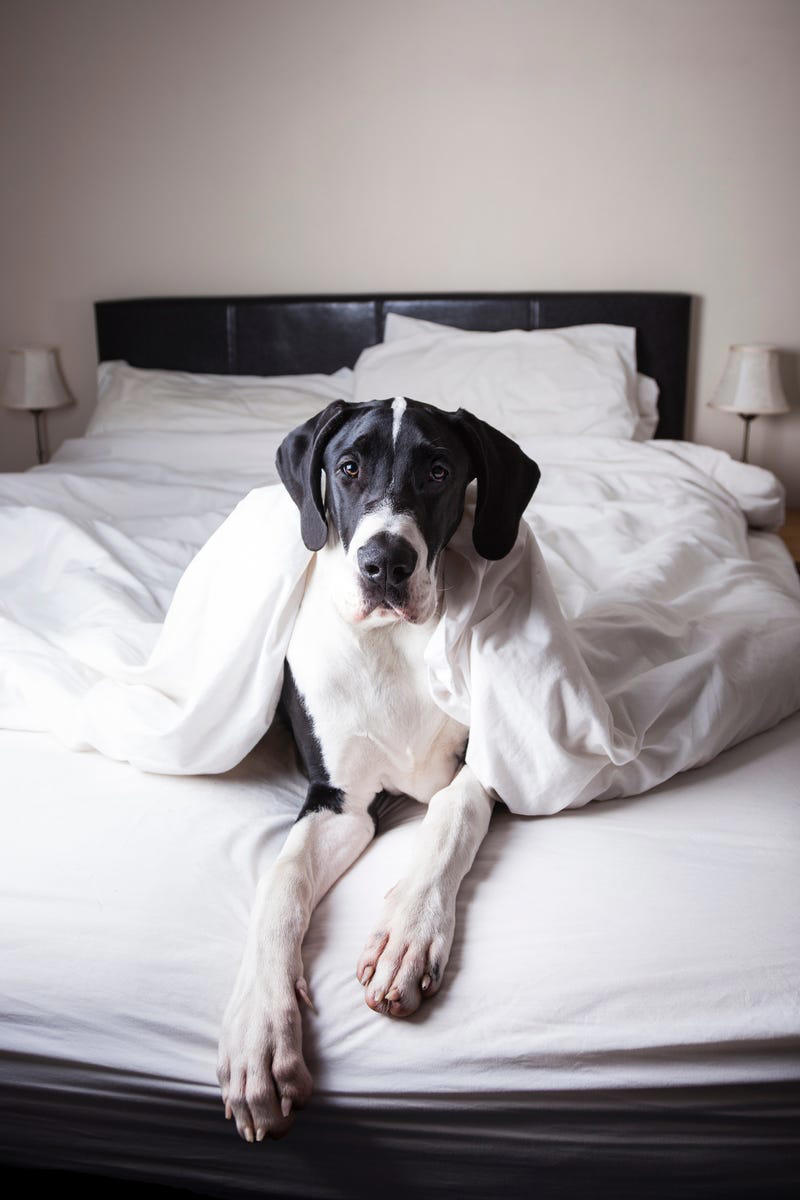 Shih Tzu, Bernese Mountain Dog, French Bulldog, Standard Poodle, Cavalier King Charles Spaniel, Basset Hound, Bolognese, Great Pyrenees, Irish Wolfhound, Saint Bernard, Pekingese, Newfoundland, Irish Setter, English Bulldog, Greyhound, Clumber Spaniel, Labrador Retriever, Cocker Spaniel, Bichon Frise, Great Dane