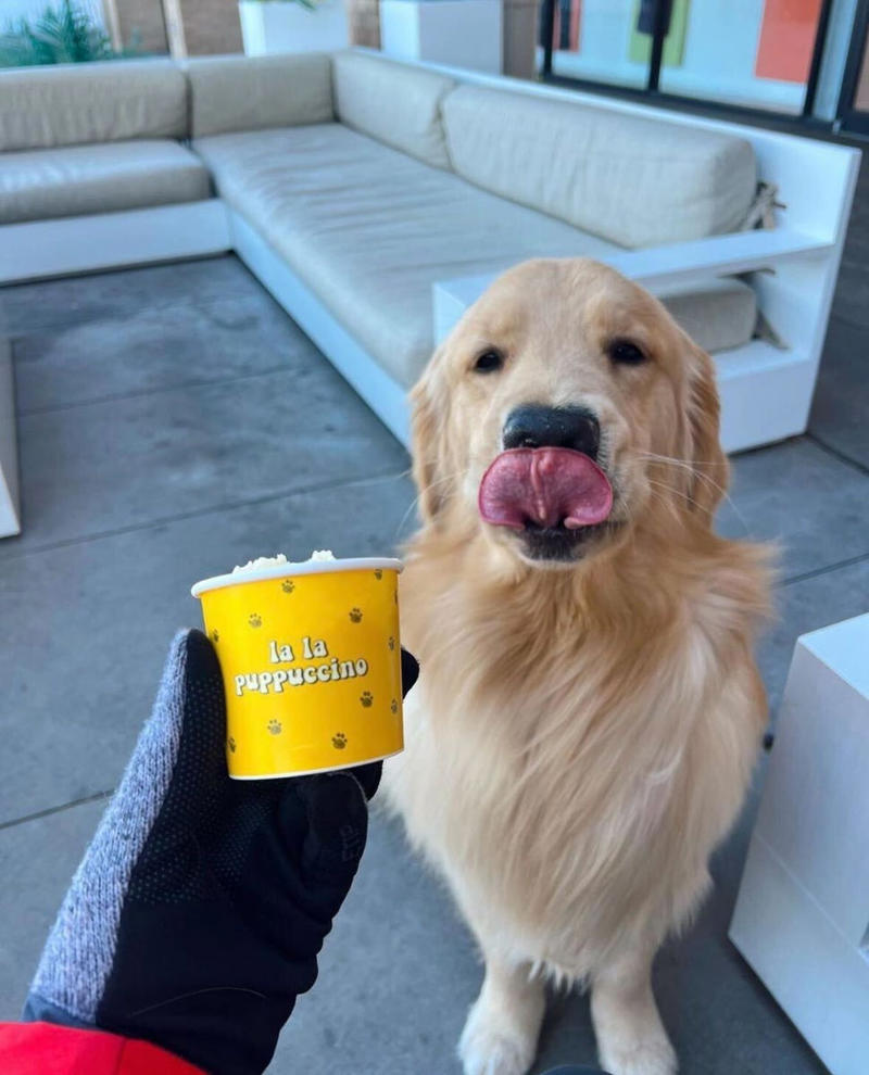 Male Golden Retriever Names, Female Golden Retriever Names, Cute Golden Retriever Names, Funny Golden Retriever Names, Unique Golden Retriever Names, Food-Themed Golden Retriever Names, Gold-Inspired Golden Retriever Names