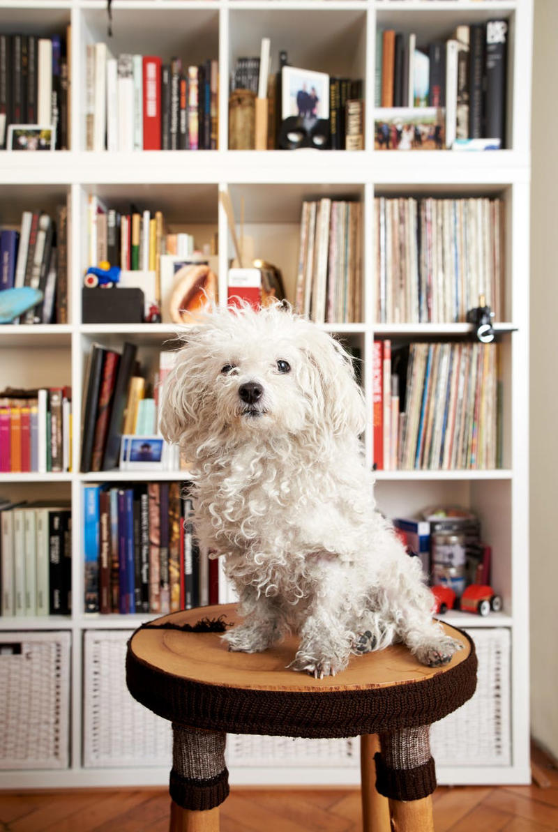 Shih Tzu, Bernese Mountain Dog, French Bulldog, Standard Poodle, Cavalier King Charles Spaniel, Basset Hound, Bolognese, Great Pyrenees, Irish Wolfhound, Saint Bernard, Pekingese, Newfoundland, Irish Setter, English Bulldog, Greyhound, Clumber Spaniel, Labrador Retriever, Cocker Spaniel, Bichon Frise, Great Dane