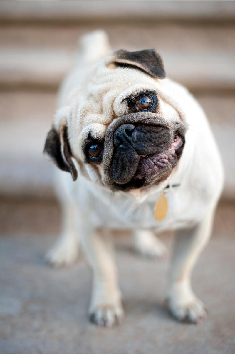 Shih Tzu, Bernese Mountain Dog, French Bulldog, Standard Poodle, Cavalier King Charles Spaniel, Basset Hound, Bolognese, Great Pyrenees, Irish Wolfhound, Saint Bernard, Pekingese, Newfoundland, Irish Setter, English Bulldog, Greyhound, Clumber Spaniel, Labrador Retriever, Cocker Spaniel, Bichon Frise, Great Dane