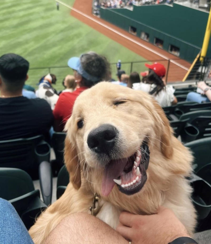 Male Golden Retriever Names, Female Golden Retriever Names, Cute Golden Retriever Names, Funny Golden Retriever Names, Unique Golden Retriever Names, Food-Themed Golden Retriever Names, Gold-Inspired Golden Retriever Names
