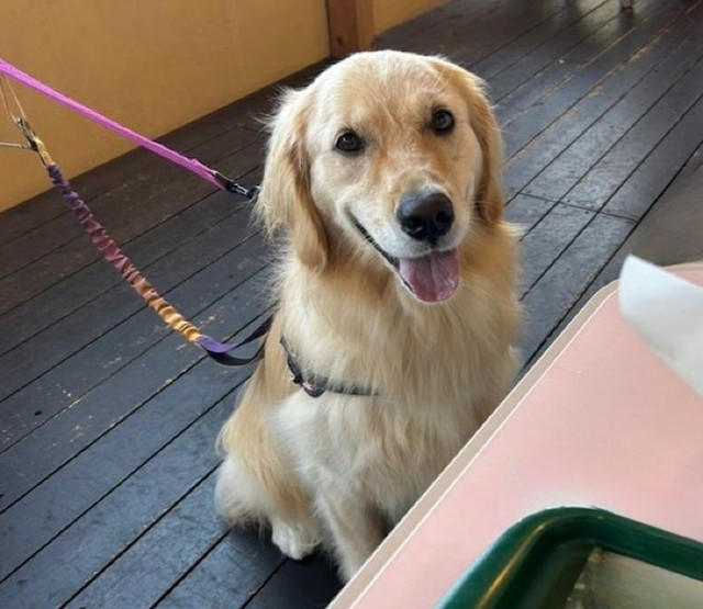 「店員さんに怒られるよ、と言うタイプだ」, 「大型犬」のことも知って, その言葉、自分がかけられたらどう思う？, 大型犬は「敵」じゃない、と知って, 大きくても小さくても、大切な家族の一員