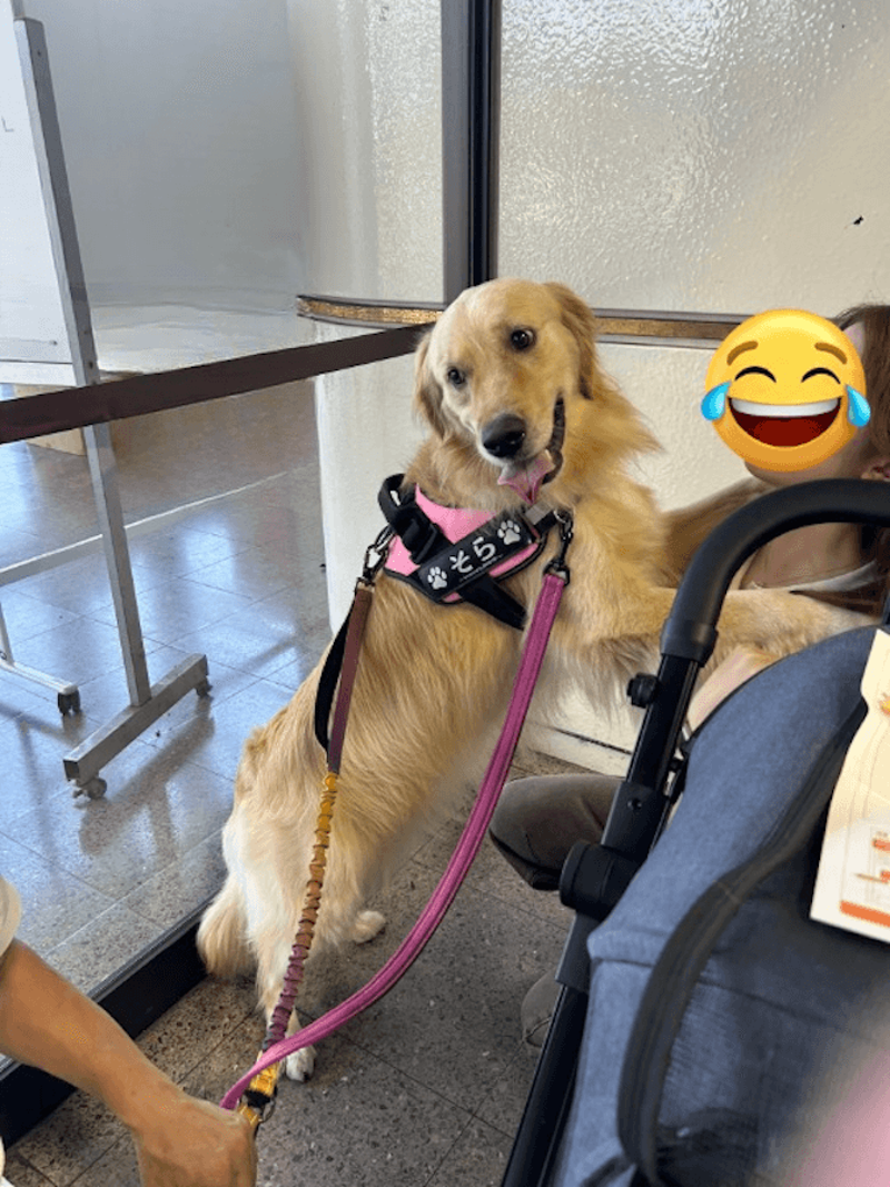 「店員さんに怒られるよ、と言うタイプだ」, 「大型犬」のことも知って, その言葉、自分がかけられたらどう思う？, 大型犬は「敵」じゃない、と知って, 大きくても小さくても、大切な家族の一員