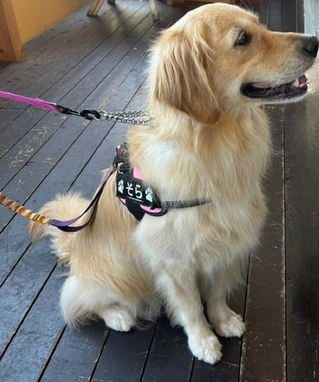 「店員さんに怒られるよ、と言うタイプだ」, 「大型犬」のことも知って, その言葉、自分がかけられたらどう思う？, 大型犬は「敵」じゃない、と知って, 大きくても小さくても、大切な家族の一員