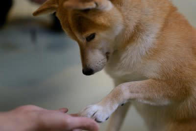犬に『オテ』を覚えさせる3つのメリット, 1.ボディケアや健康管理に役立つ, 2.学びの楽しさを教えられる, 3.人とのコミュニケーションに役立つ, 犬に『オテ』を教えるコツと注意点, 楽しみながら教える, 体型や年齢に合った方法でおこなう, 勝手に『オテ』をしてもごほうびはあげない