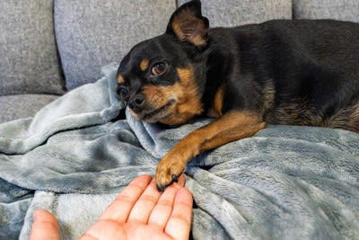 犬に『オテ』を覚えさせる3つのメリット, 1.ボディケアや健康管理に役立つ, 2.学びの楽しさを教えられる, 3.人とのコミュニケーションに役立つ, 犬に『オテ』を教えるコツと注意点, 楽しみながら教える, 体型や年齢に合った方法でおこなう, 勝手に『オテ』をしてもごほうびはあげない