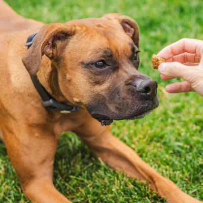 犬が反応しやすい「ワード」4選, 1.ポジティブな感情と結びついた言葉, 2.短く区切りが良い音の言葉, 4.高いトーンで発せられる言葉, 犬は飼い主の言葉をどの程度理解しているのか？, ポジティブな意味で「ワード」を記憶させる方法