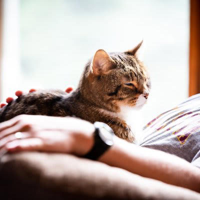 猫の「還暦」は何歳？, 1.体重管理を含めた食生活の見直し, 2.バリアフリーな環境づくり, 3.スキンシップとブラッシングを欠かさない