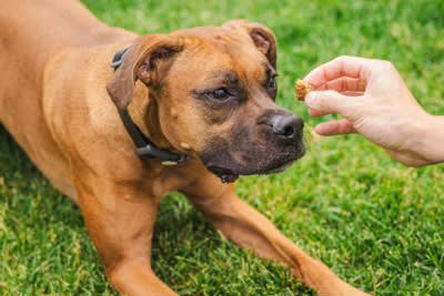 犬が反応しやすい「ワード」4選, 1.ポジティブな感情と結びついた言葉, 2.短く区切りが良い音の言葉, 4.高いトーンで発せられる言葉, 犬は飼い主の言葉をどの程度理解しているのか？, ポジティブな意味で「ワード」を記憶させる方法