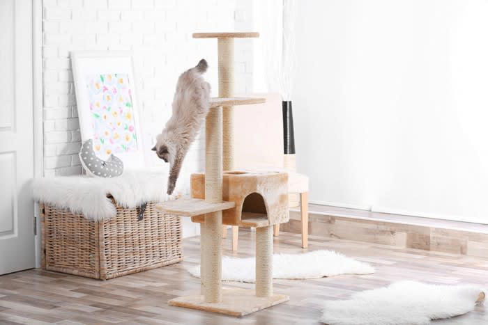 猫の「還暦」は何歳？, 1.体重管理を含めた食生活の見直し, 2.バリアフリーな環境づくり, 3.スキンシップとブラッシングを欠かさない