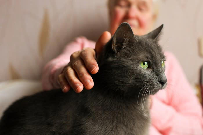 猫の「還暦」は何歳？, 1.体重管理を含めた食生活の見直し, 2.バリアフリーな環境づくり, 3.スキンシップとブラッシングを欠かさない