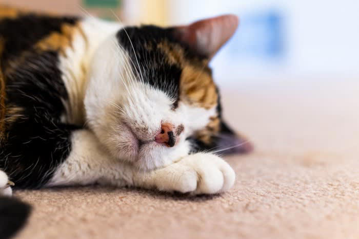 猫の「還暦」は何歳？, 1.体重管理を含めた食生活の見直し, 2.バリアフリーな環境づくり, 3.スキンシップとブラッシングを欠かさない