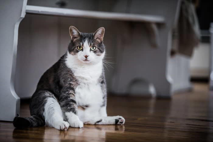 猫の「還暦」は何歳？, 1.体重管理を含めた食生活の見直し, 2.バリアフリーな環境づくり, 3.スキンシップとブラッシングを欠かさない
