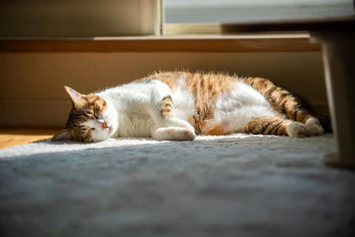 1匹飼いのメリット, マイペースに過ごせる, 健康管理がしやすい, 飼い主との関係を築きやすい, 1匹飼いのデメリット, 退屈になりやすい, 運動不足になりやすい, 分離不安になりやすい, 多頭飼いのメリット, いい刺激を得られる, 留守番中も退屈にならない, 肥満になりにくい, 多頭飼いのデメリット, 猫同士のトラブルが起こる, お世話の手間や出費が増える, 災害時の避難が困難になる