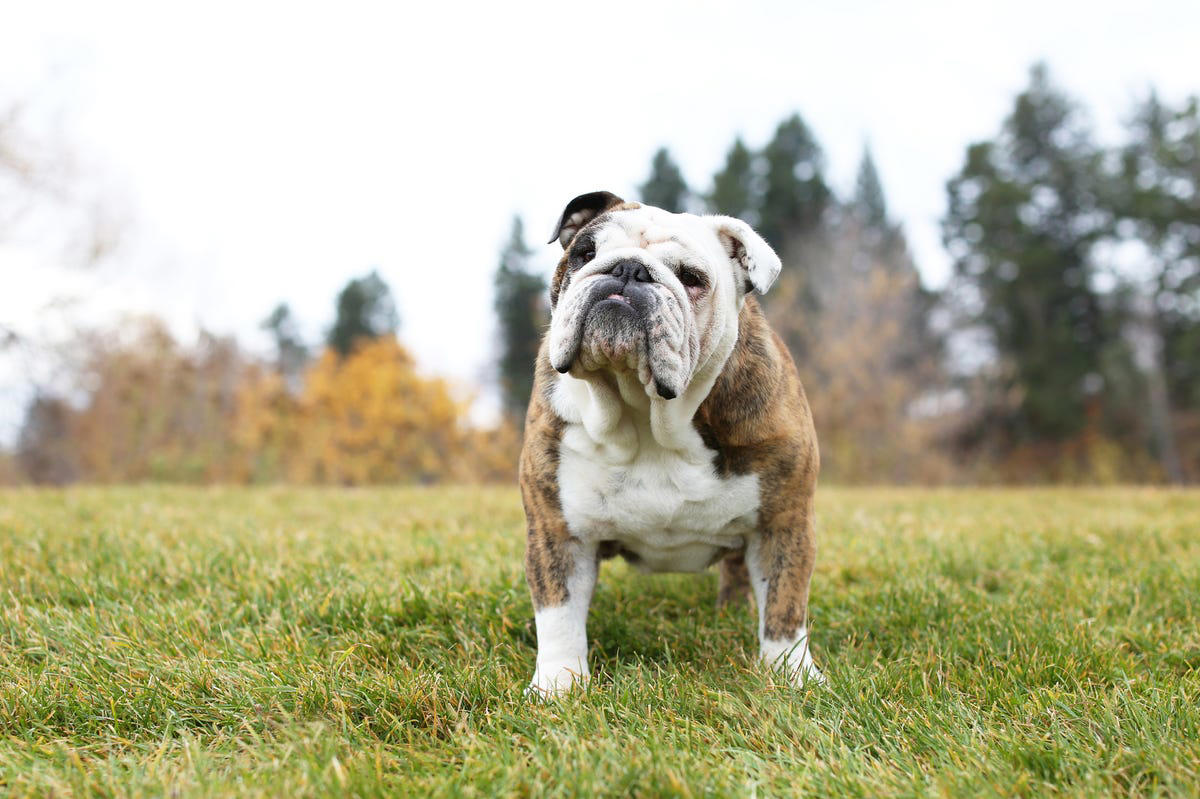 Labrador Retriever, Golden Retriever, American Pit Bull Terrier, Cavalier King Charles Spaniel, Bichon Frise, Shih Tzu, Shetland Sheepdog, English Mastiff, Newfoundland, Irish Setter
