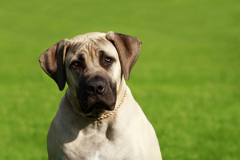 Labrador Retriever, Golden Retriever, American Pit Bull Terrier, Cavalier King Charles Spaniel, Bichon Frise, Shih Tzu, Shetland Sheepdog, English Mastiff, Newfoundland, Irish Setter