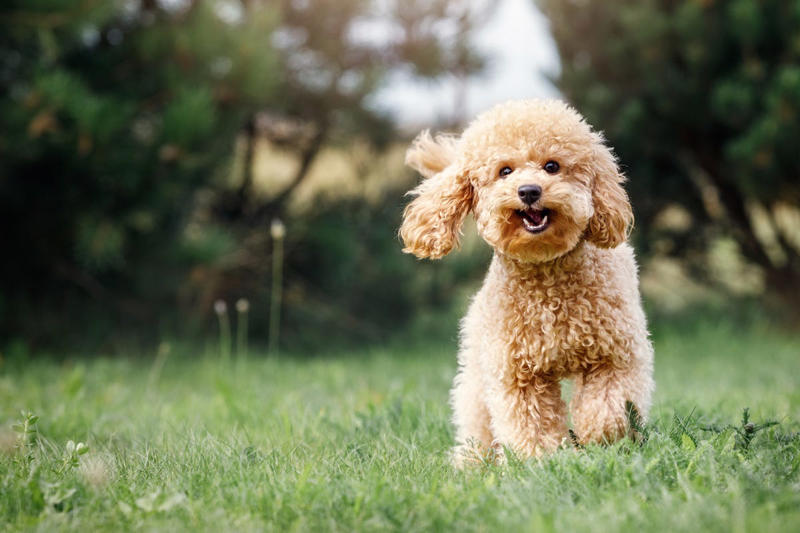 Labrador Retriever, Golden Retriever, American Pit Bull Terrier, Cavalier King Charles Spaniel, Bichon Frise, Shih Tzu, Shetland Sheepdog, English Mastiff, Newfoundland, Irish Setter