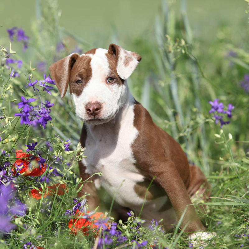 Labrador Retriever, Golden Retriever, American Pit Bull Terrier, Cavalier King Charles Spaniel, Bichon Frise, Shih Tzu, Shetland Sheepdog, English Mastiff, Newfoundland, Irish Setter