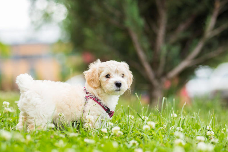 Labrador Retriever, Golden Retriever, American Pit Bull Terrier, Cavalier King Charles Spaniel, Bichon Frise, Shih Tzu, Shetland Sheepdog, English Mastiff, Newfoundland, Irish Setter