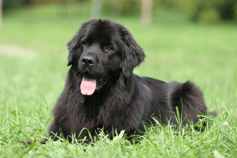Labrador Retriever, Golden Retriever, American Pit Bull Terrier, Cavalier King Charles Spaniel, Bichon Frise, Shih Tzu, Shetland Sheepdog, English Mastiff, Newfoundland, Irish Setter