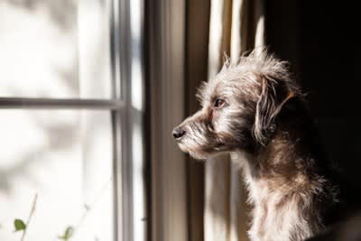 愛犬が無関心になる理由, 愛犬が飼い主に興味がない時に見せる仕草, 4.わざと目をそらす, 5.離れた場所に行く, 愛犬と良い距離感を保つための適切な接し方