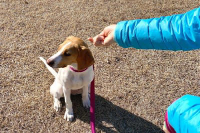愛犬が無関心になる理由, 愛犬が飼い主に興味がない時に見せる仕草, 4.わざと目をそらす, 5.離れた場所に行く, 愛犬と良い距離感を保つための適切な接し方