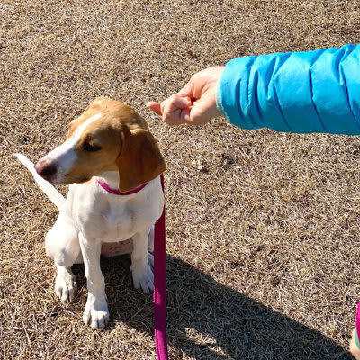 愛犬が無関心になる理由, 愛犬が飼い主に興味がない時に見せる仕草, 4.わざと目をそらす, 5.離れた場所に行く, 愛犬と良い距離感を保つための適切な接し方