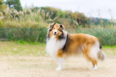 「冷静沈着な犬」の特徴4選, 1.環境の変化に動じない, 2.要求吠えや無駄吠えが少ない, 3.他の犬や人に対して過度に興奮しない, 4.すぐにリラックス状態に入れる, 冷静沈着な犬の気質が生まれる理由, おとなしい愛犬の穏やかさを保つお世話のポイント