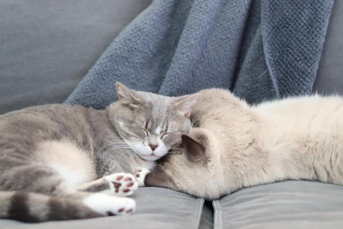 1匹飼いのメリット, マイペースに過ごせる, 健康管理がしやすい, 飼い主との関係を築きやすい, 1匹飼いのデメリット, 退屈になりやすい, 運動不足になりやすい, 分離不安になりやすい, 多頭飼いのメリット, いい刺激を得られる, 留守番中も退屈にならない, 肥満になりにくい, 多頭飼いのデメリット, 猫同士のトラブルが起こる, お世話の手間や出費が増える, 災害時の避難が困難になる