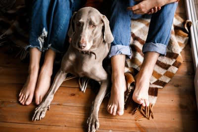 「冷静沈着な犬」の特徴4選, 1.環境の変化に動じない, 2.要求吠えや無駄吠えが少ない, 3.他の犬や人に対して過度に興奮しない, 4.すぐにリラックス状態に入れる, 冷静沈着な犬の気質が生まれる理由, おとなしい愛犬の穏やかさを保つお世話のポイント