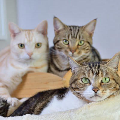 1匹飼いのメリット, マイペースに過ごせる, 健康管理がしやすい, 飼い主との関係を築きやすい, 1匹飼いのデメリット, 退屈になりやすい, 運動不足になりやすい, 分離不安になりやすい, 多頭飼いのメリット, いい刺激を得られる, 留守番中も退屈にならない, 肥満になりにくい, 多頭飼いのデメリット, 猫同士のトラブルが起こる, お世話の手間や出費が増える, 災害時の避難が困難になる
