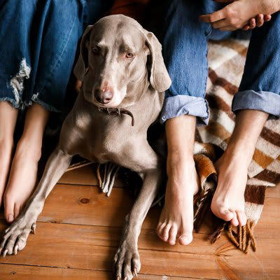 「冷静沈着な犬」の特徴4選, 1.環境の変化に動じない, 2.要求吠えや無駄吠えが少ない, 3.他の犬や人に対して過度に興奮しない, 4.すぐにリラックス状態に入れる, 冷静沈着な犬の気質が生まれる理由, おとなしい愛犬の穏やかさを保つお世話のポイント
